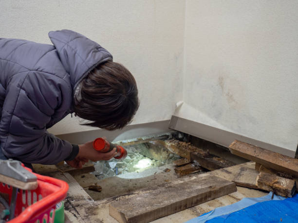 Best Emergency Mold Remediation  in Rutherford, TN