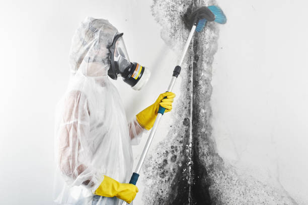 Best Black Mold Removal  in Rutherford, TN
