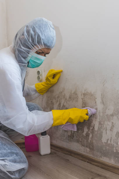 Best Basement Mold Removal  in Rutherford, TN