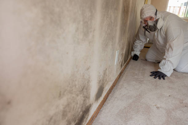 Best Mold Documentation for Insurance Claims  in Rutherford, TN